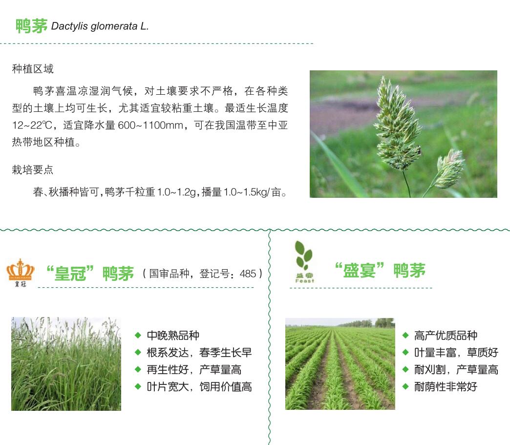 鸭茅.jpg